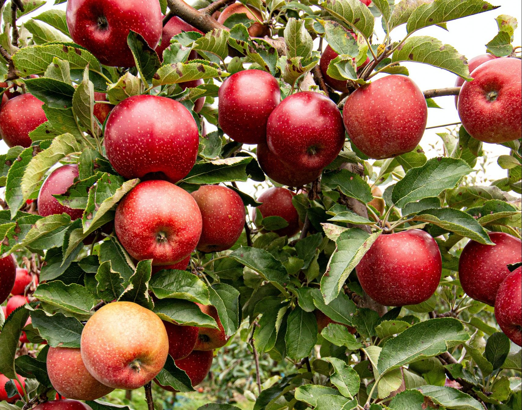 Read more about the article Shake, shake the apple tree